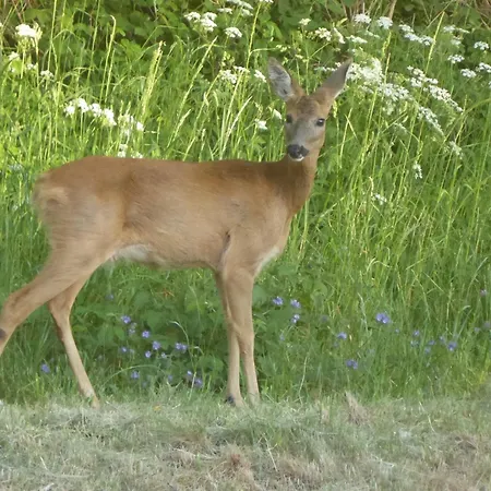 アパート Gut Rattelvitz - Parterre Ost Gingst