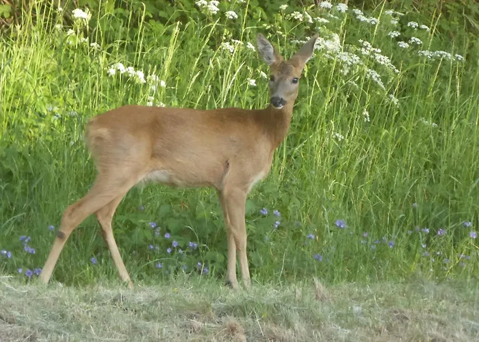 公寓 Gut Rattelvitz - Parterre Ost 京斯特